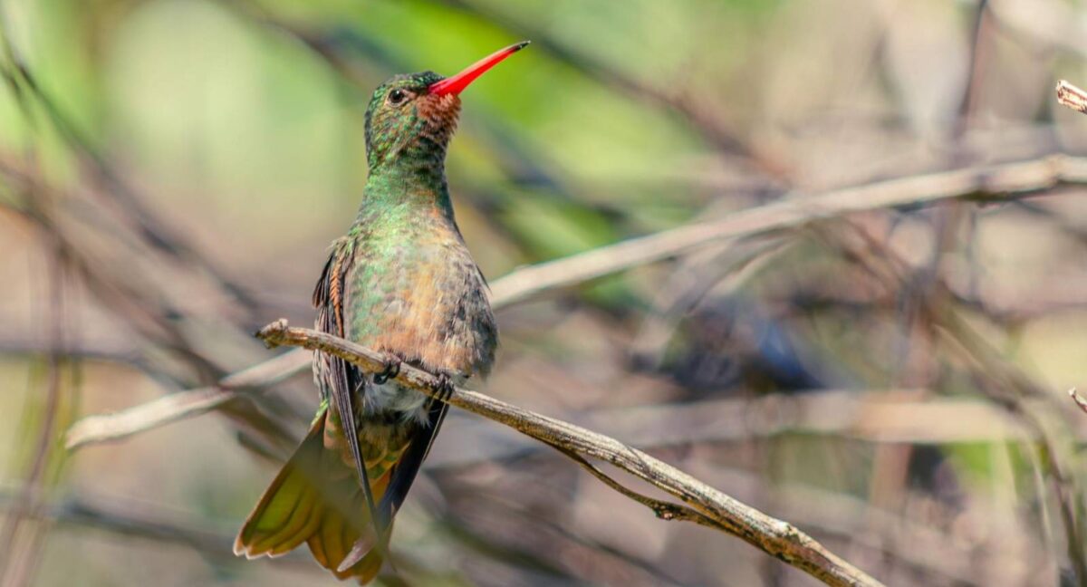 inteligencia artificial biodiversidad Chile