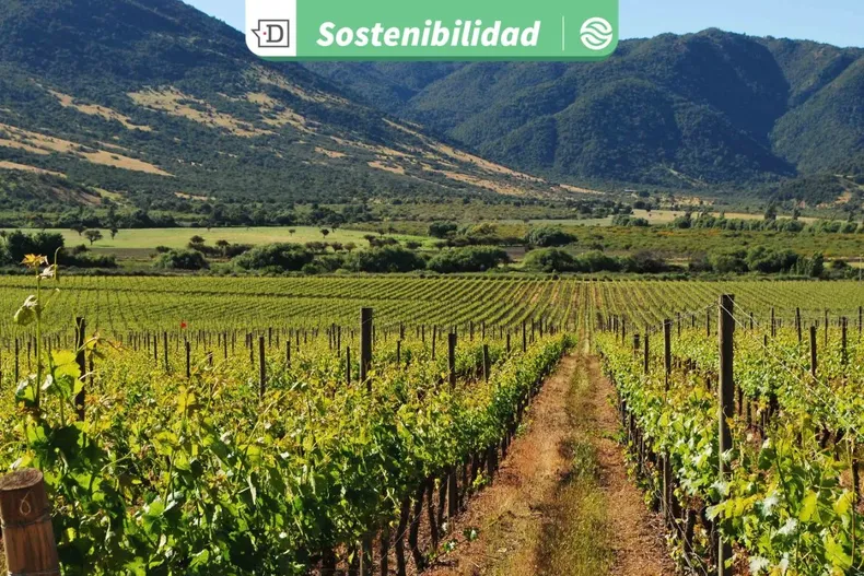 23 viñas de Colchagua avanzan en gestión hídrica y certificación sostenible para enfrentar la escasez de agua y el cambio climático