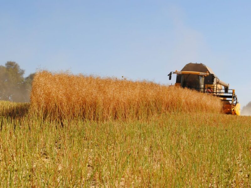 ChileBio afirmó que Chile tiene potencial para convertirse en hub de semillas editadas genéticamente por su regulación, ciencia y diversidad agrícola.