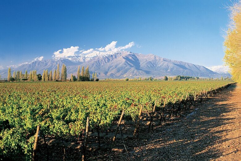 La crisis del vino golpea a Concha y Toro. Sus ventas bajaron 7,8% y sus utilidades cayeron 36,3% en el primer trimestre de 2026.