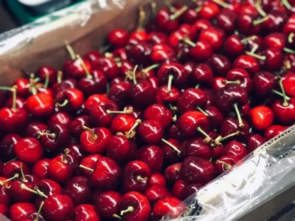 Fruticultura chilena bate récord de exportaciones, pero enfrenta nuevas exigencias desde Europa