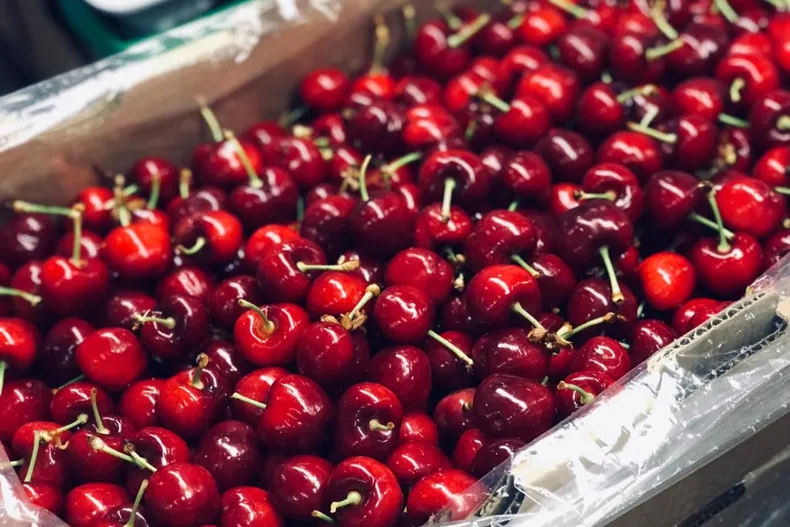 La fruticultura chilena superó los US$ 8.600 millones en exportaciones, pero enfrenta nuevas exigencias de sostenibilidad desde Europa.