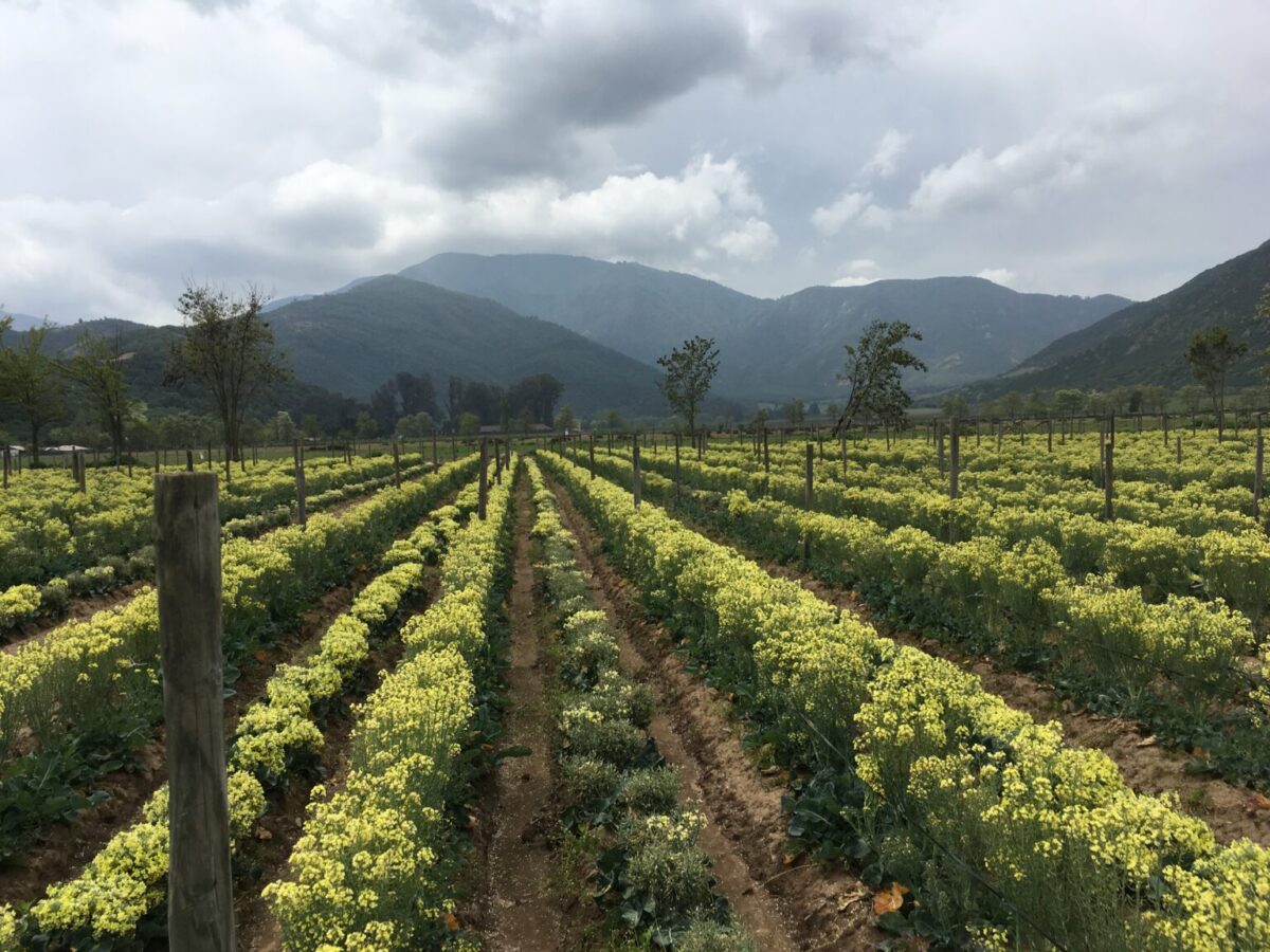 Chile quiere consolidarse como potencia mundial en semillas y apuesta por innovación y biotecnología
