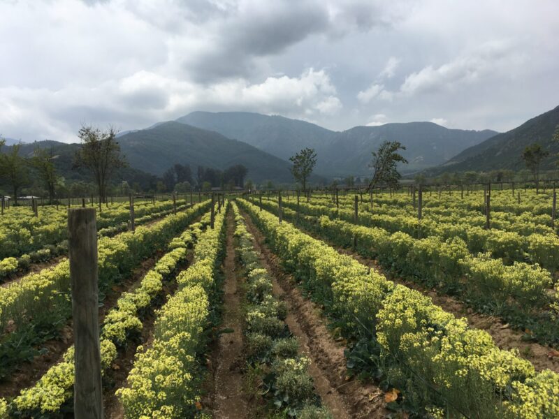 La industria semillera chilena busca fortalecer su competitividad global mediante innovación, biotecnología y nuevas tecnologías agrícolas.