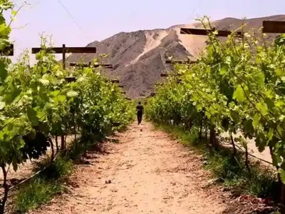 Perú toma ventaja en el mercado del pisco y enciende las alertas en Chile