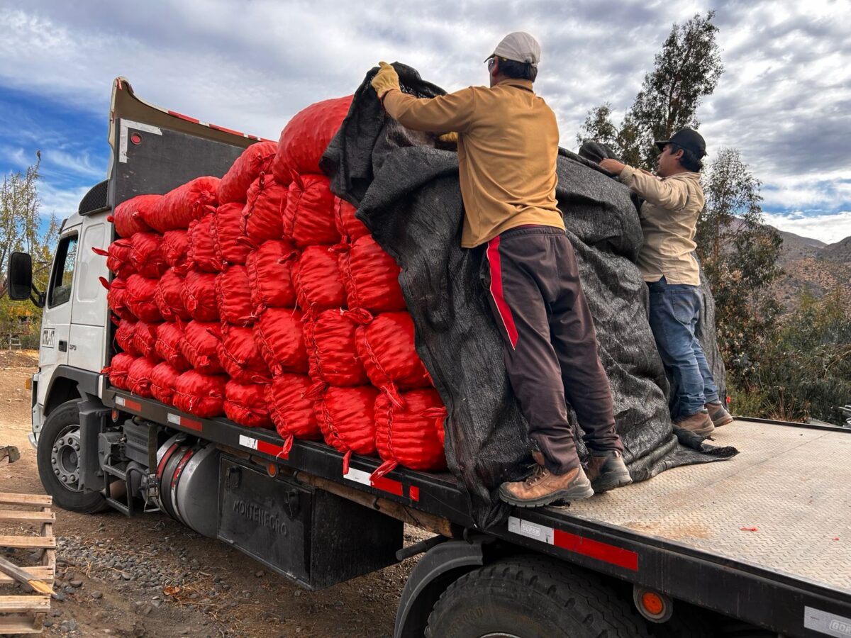 Exportaciones mundiales de nuez con cáscara marcan niveles históricos en 2026, mientras Chile enfrenta un inicio de temporada dispar