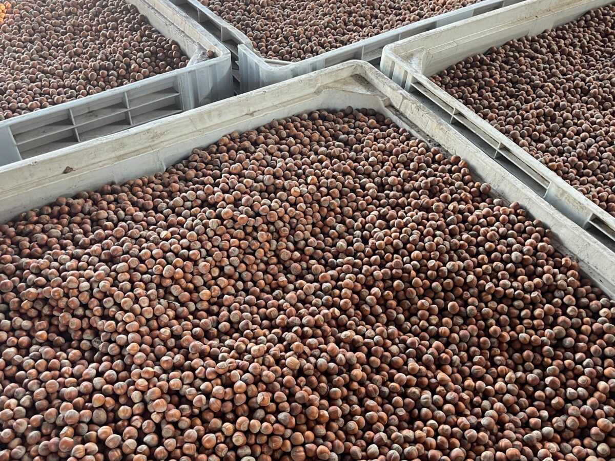 Turquía desploma sus exportaciones de avellana un 31% en 2026 y Chile emerge como proveedor estratégico global