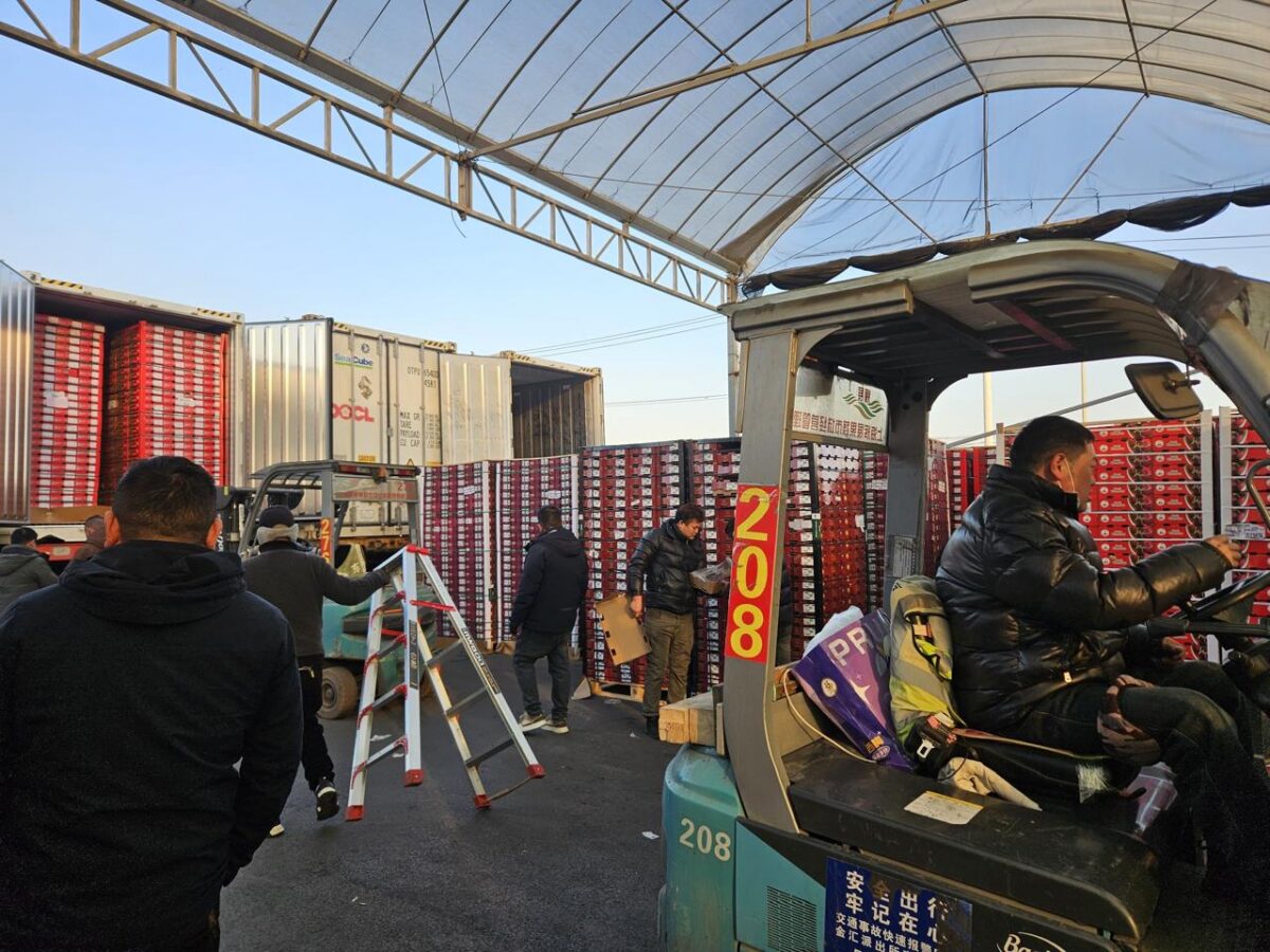 Chile ante la encrucijada de la ciruela deshidratada: liderazgo mundial, oferta al alza y mercados que hay que conquistar