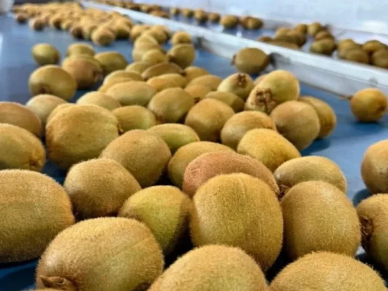 El kiwi chileno enfrenta una temporada clave con foco en calidad, mejor fruta y apertura de nuevos mercados internacionales.