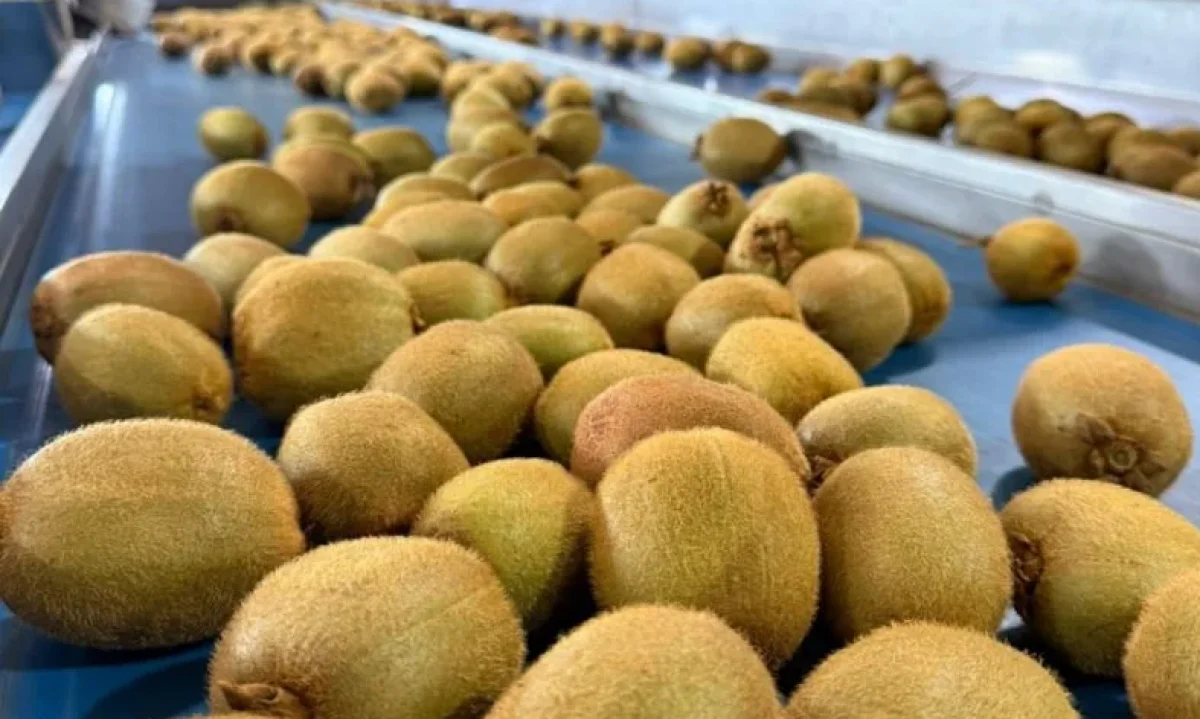 El kiwi chileno enfrenta una temporada clave con foco en calidad, mejor fruta y apertura de nuevos mercados internacionales.