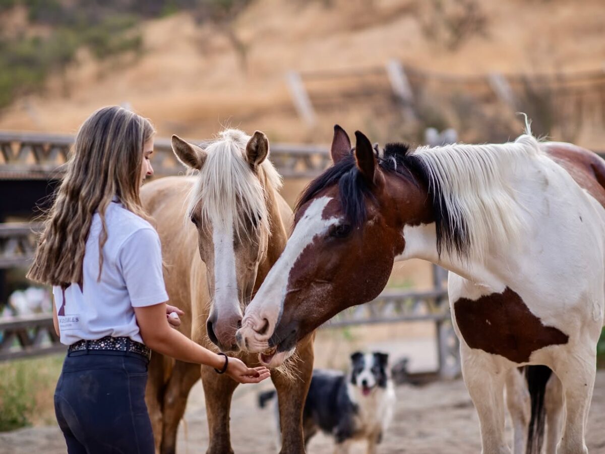El caballo ya no solo pertenece al campo, ahora también es terapeuta: el auge mundial de la equitación terapéutica infantil