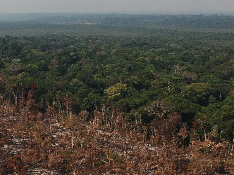 El Amazonas no se salvó, solo cambió de dueño: la selva que Brasil protegió ahora desaparece en Bolivia