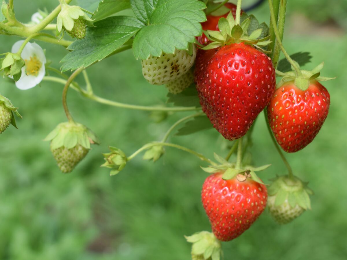 Investigadores chilenos desarrollan consorcios microbianos que aumentan la tolerancia de la frutilla a la sequía