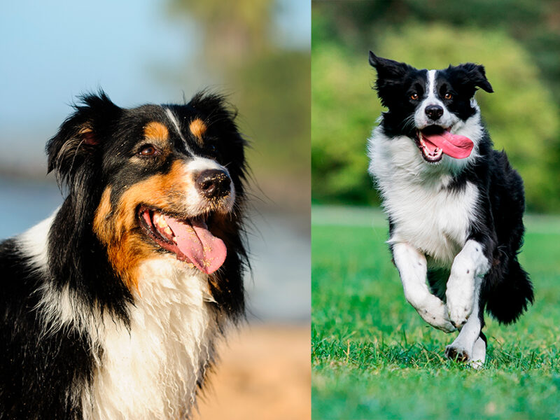 Las mejores razas de perro para vivir en el campo
