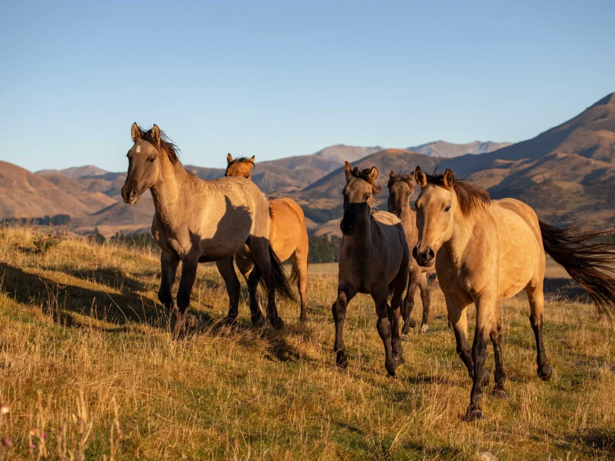 Nueva Zelanda, el destino donde puedes vivir gratis a cambio de cuidar caballos rescatados