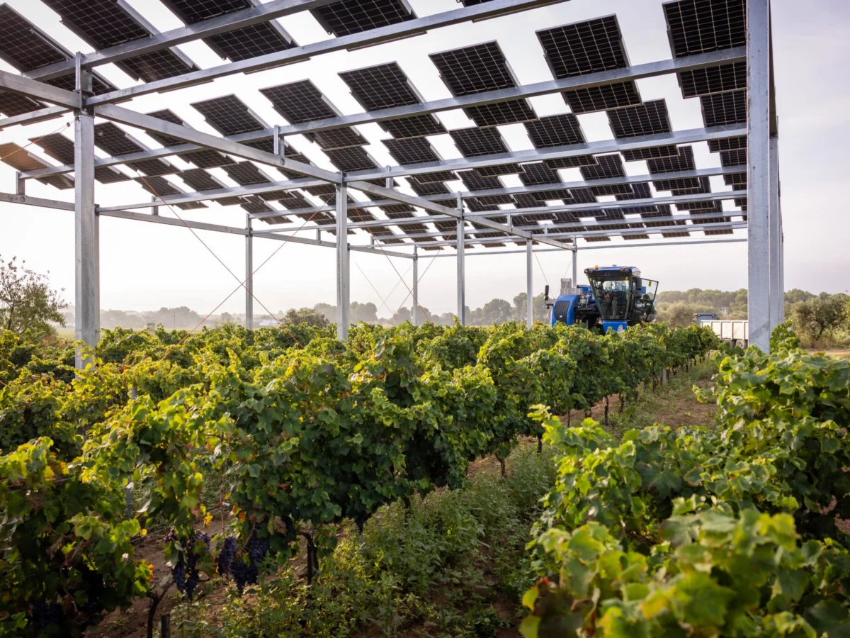 Los paneles solares que ahora protegen a las viñas francesas del calor extremo