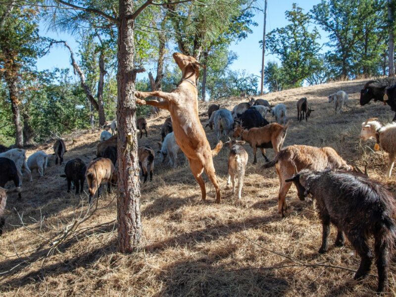 Cabras en vez de tractores, el negocio que crece contra los incendios
