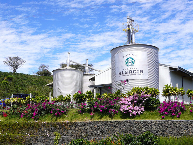 Starbucks ya donó 100 millones de plantas de café resistentes al hongo que amenaza con acabar con la industria