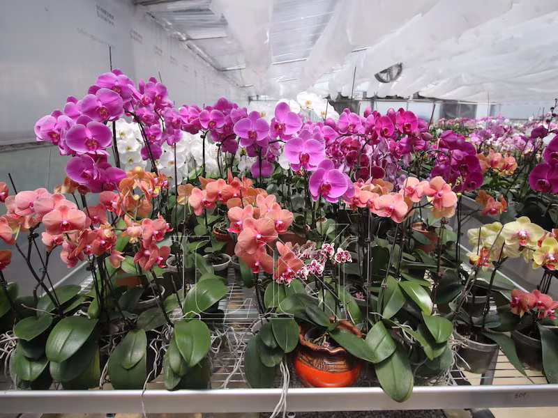 Taiwán le pone inteligencia artificial a sus orquídeas para salvar una industria de US$200 millones
