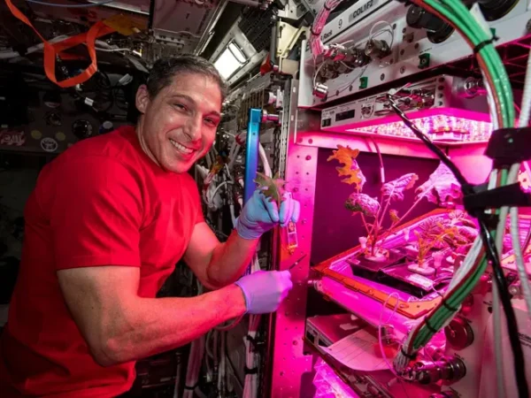 Cómo la Estación Espacial Internacional resolvió el problema de cultivar plantas sin gravedad
